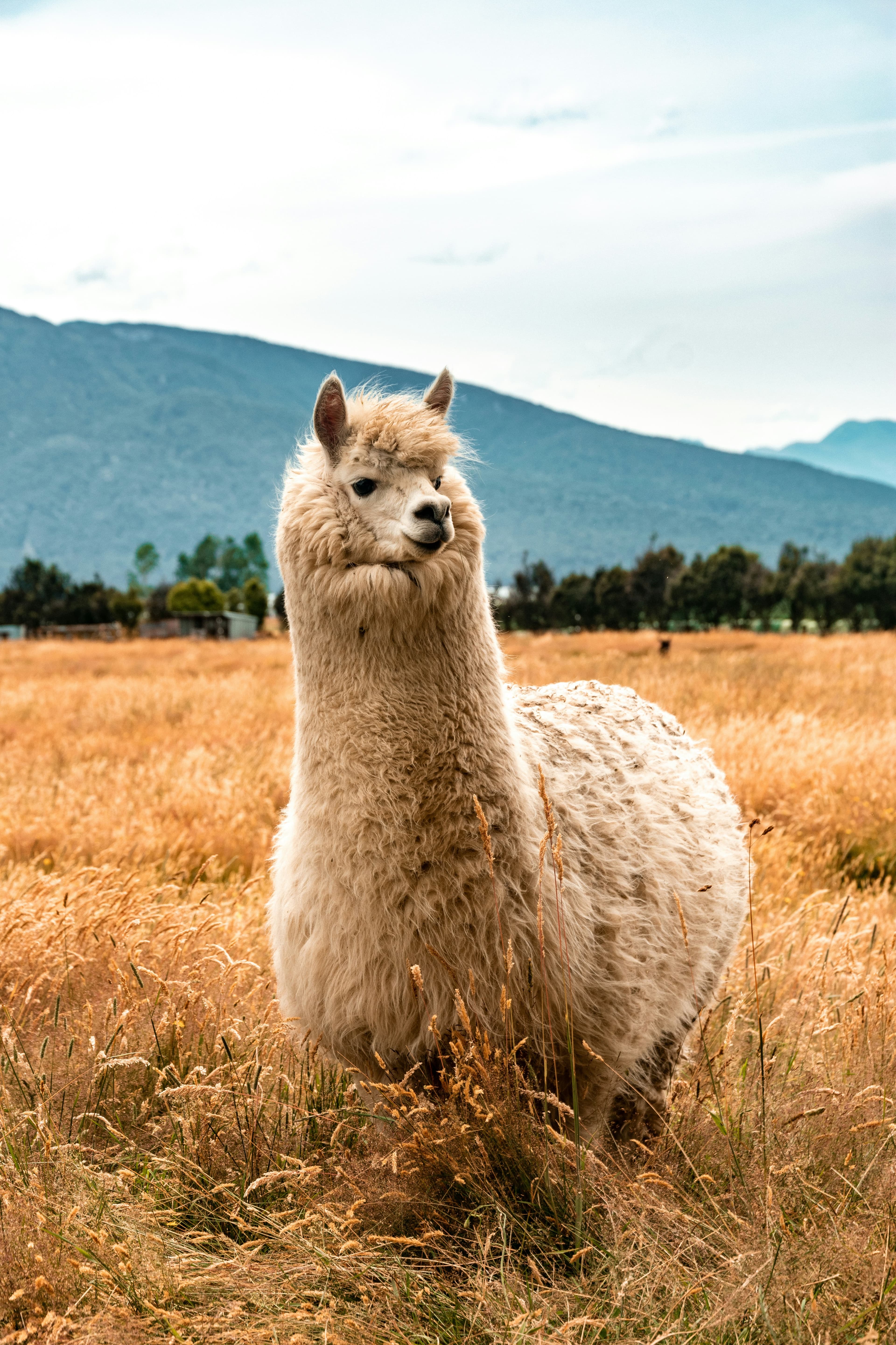 Alpacas en los Andes peruanos